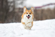 © Happy monkey - welsh corgi dog running outdoors in the snow