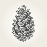 Fototapeta  - Hand drawn pine cone. Vintage vector illustration