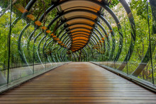 A Suspended Glass, Wood And Metal Bridge In The Forest Around Johannesburg In South Africa -2