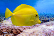 Yellow tang - Zebrasoma flavescens,  Yellow fish on the coral reef