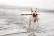 A terrier running with a stick in water