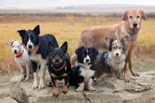Dirty Group Of Dogs On Rock