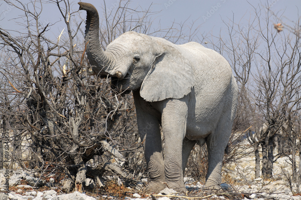 afrykański słoń w naturalnym środowisku z trąbą podniesioną do góry stojący wśród nagich konarów drzew - obrazy, fototapety, plakaty 