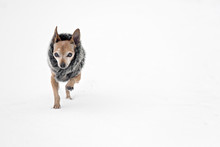 Cold Chihuahua Running On Snow