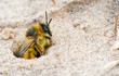 Raufüßige / Braunbrüstige / Dunkelfransige Hosenbiene / Rauhfüßige Bürstenbiene (Dasypoda hirtipes / plumipes / altercator),  Weibchen, guckt aus Niströhre, Mecklenburg-Vorpommern, Deutschland