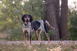 Coonhound standing in front of trees
