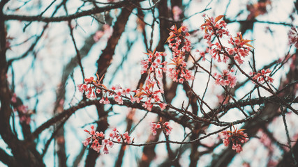 Wall Mural - beautiful sakura flower (cherry blossom) in spring. sakura tree flower. vintage color tone