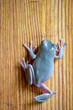 Young female white's tree frog on wood