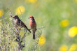 Male and female finch on twig