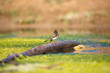Brown bird on log