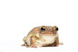 Female Cuban tree frog on white, side glance