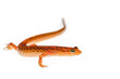 Female long-tailed salamander_turned sideways