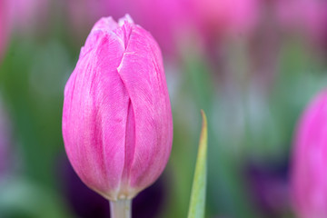 Wall Mural - Pink tulips in the garden