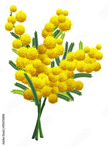 FOTO MIMOSA FIORE DA SCARICARE