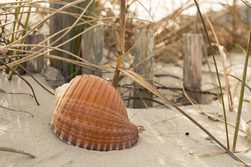 Seashell on ocean shore at the beach scene wave grass