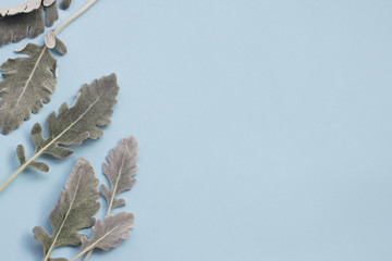 silver dusty miller leaves on pastel blue background