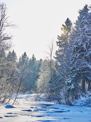 Wall Mural - river in the forest. winter