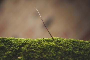 Tiny branch on a think limb. 