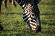 Close-up of a zebra grazing