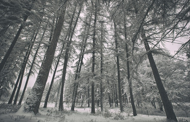 Sticker - A winter park with trees covered by snow