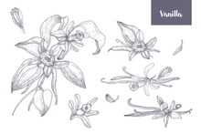 Bundle Of Natural Drawings Of Vanilla Plants With Fruits Or Pods, Blooming Flowers And Leaves Isolated On White Background. Monochrome Vector Illustration Hand Drawn In Vintage Engraving Style.