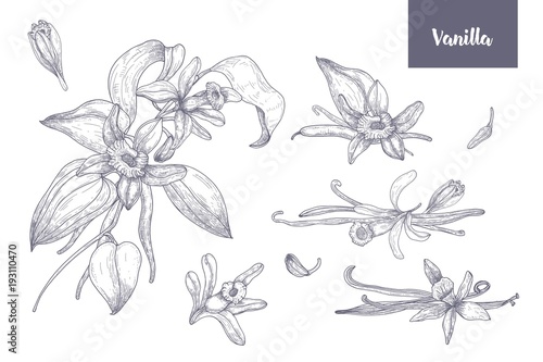 Fotomural Bundle of natural drawings of vanilla plants with fruits or pods, blooming flowers and leaves isolated on white background