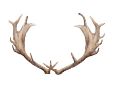Horns Of A Deer Male On Isolated White Background. Watercolor Template Element For Design.