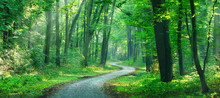 Wanderweg Windet Sich Durch Sonnigen Grünen Wald