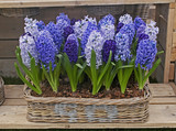 A display of Hyacinthus orientalist  in a garden basket