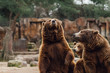 © David Naval Photo - Two brown bears play in the zoo