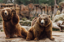 Two Brown Bears Play In The Zoo
