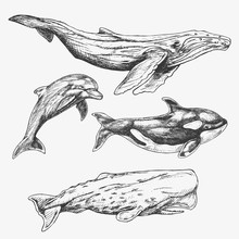 Whales Set. Hand Drawn Illustration. Humpback Whale, Killer Whale, Sperm Whale, Dolphin