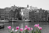 Fototapeta Tulipany - Black and white view of Amsterdam canal with pink tulips