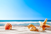 Summer Beach And Shells With Blurred Blue Sea And Sky 