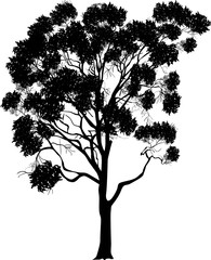 Wall Mural - large eucalyptus isolated on white