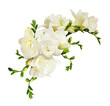 White freesia flowers in a beautiful composition