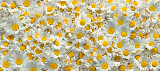 Flowers background. Chamomile flowers.