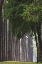 Pine Forest In Thailand