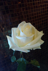 Rose White Flower