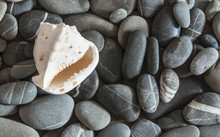 Shell With Sea Pebble Stones On Wet Beach