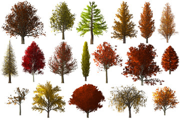 Fall autumn Tree foilage collection set isolated 3D Illustration