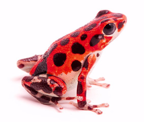 Wall Mural - Poison dart or arrow frog, Red Frog Beach, Bastimentos, Bocas del Toro, Panama. Tropical poisonous rain forest animal, Oophaga pumilio isolated on a white background.