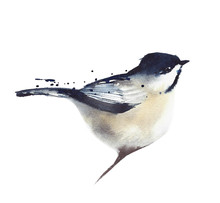 Chickadee Bird Sitting On The Branch Watercolor Painting Illustration Isolated On White Background 