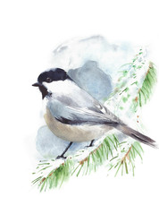 Chickadee Bird Sitting On The Branch Watercolor Painting Illustration Isolated On White Background 