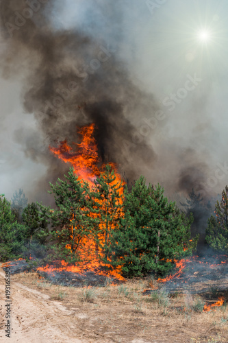 Zdjęcie XXL Młoda sosna w płomieniach ognia. Pożar lasu. Odpowiedni do wizualizacji pożarów lub przepisanego palenia
