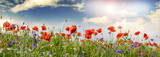 Fototapeta  - Summer happiness: meadow with red poppies :)