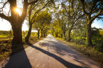 Wall Mural - Bolgherese road, autumn or fall, tree straight at sunrise. Maremma, Tuscany, Italy