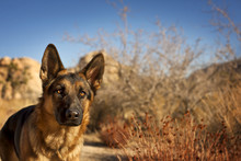 Portrait Of German Shepherd Dog Against Rocky Background.