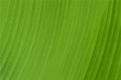 abstract of green leaf texture background