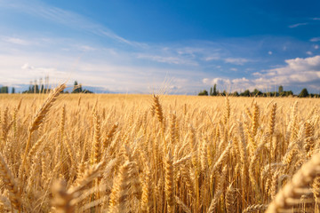 farmland. golden wheat field under blue sky.